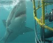 Cape Town - Cage Diving